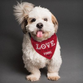 (image for) Personalised Love is... Dog Bandana
